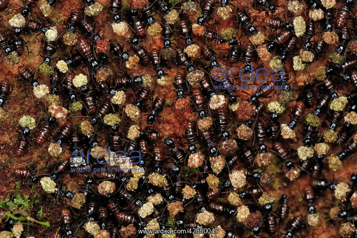 : Termites - mass carrying food : Termites - mass carrying food