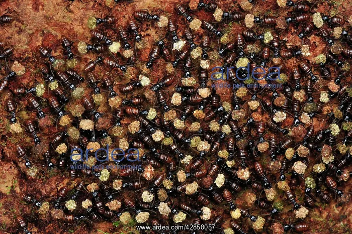 : Termites - mass carrying food : Termites - mass carrying food