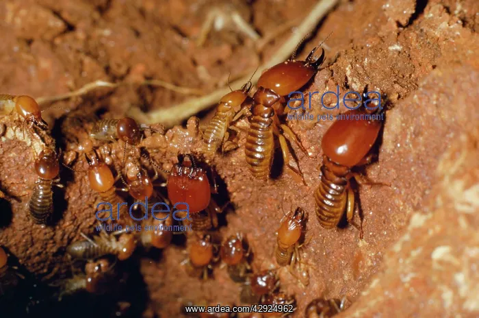 : Termites - repairing open gallery with wet mud : Termites - repairing open gallery with wet mud