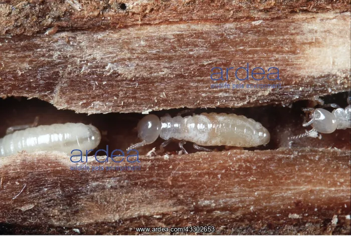 : TERMITES IN TREE : TERMITES IN TREE