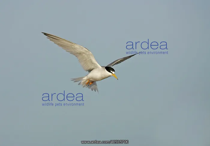  : Least Tern