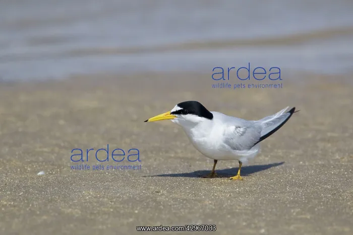 : Least Tern : Least Tern