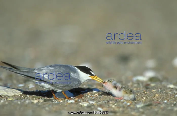 : Least Tern : Least Tern
