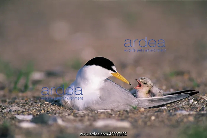 : Least tern : Least tern