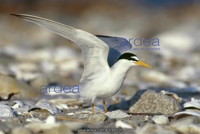 : Least Tern : Least Tern