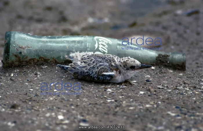 : Least Tern Chick with Litter : Least Tern Chick with Litter