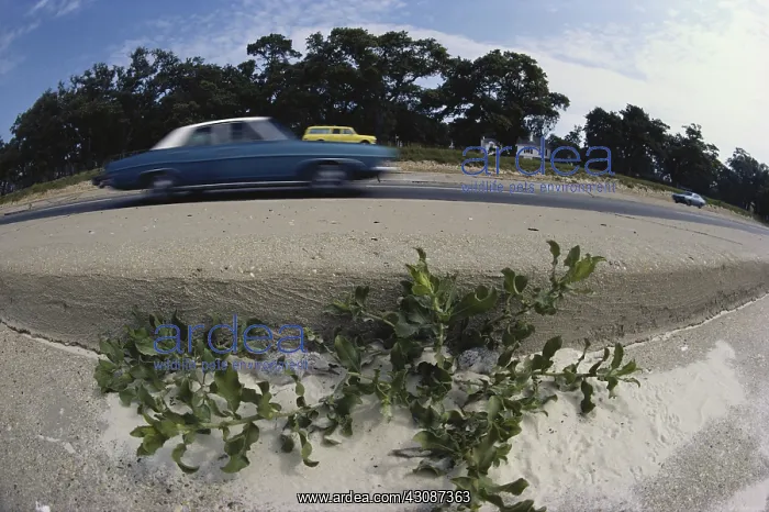 : Least Tern Chicks : Least Tern Chicks