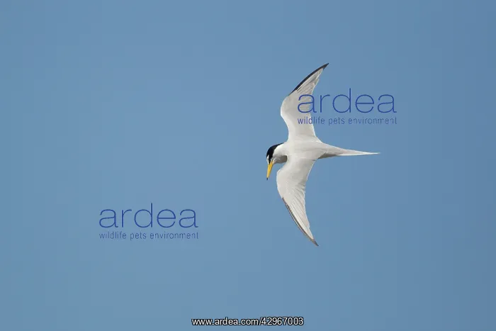 : Least Tern - in flight hunting for fish : Least Tern - in flight hunting for fish