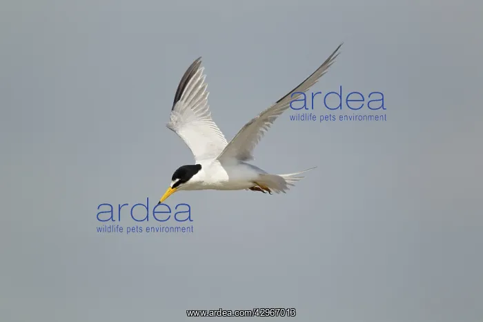  : Least Tern - in flight hunting for fish