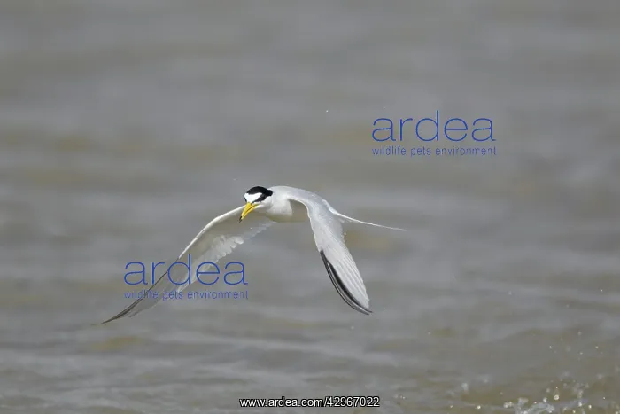 : Least Tern - in flight hunting for fish : Least Tern - in flight hunting for fish