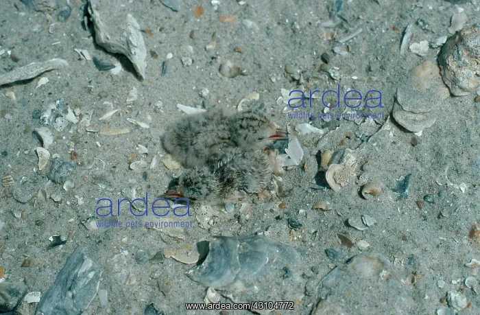 : Least Tern Nest with Chicks : Least Tern Nest with Chicks
