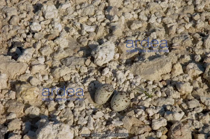 : Least Tern nest with eggs : Least Tern nest with eggs