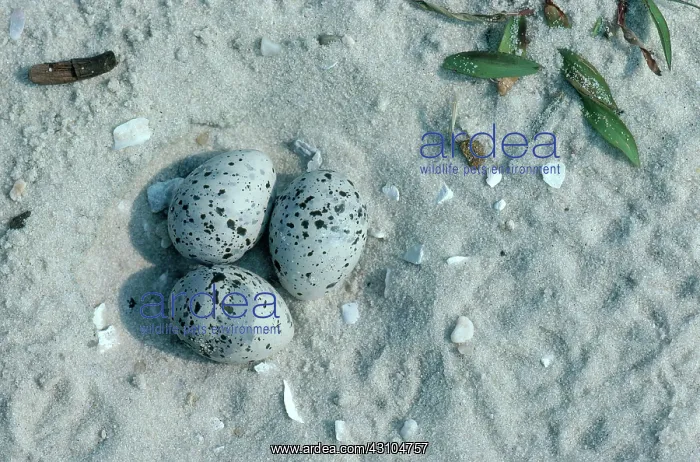 : Least Tern Nest with Eggs : Least Tern Nest with Eggs