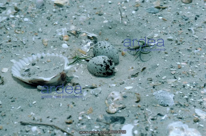 : Least Tern Nest with Eggs : Least Tern Nest with Eggs