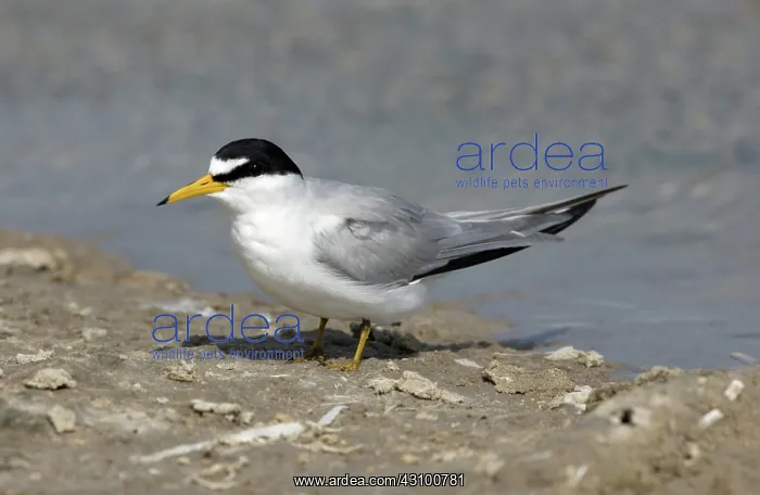 : Least Tern (Sterna antillarum) : Least Tern (Sterna antillarum)