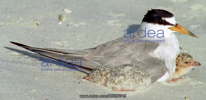 : Least Terns : Least Terns