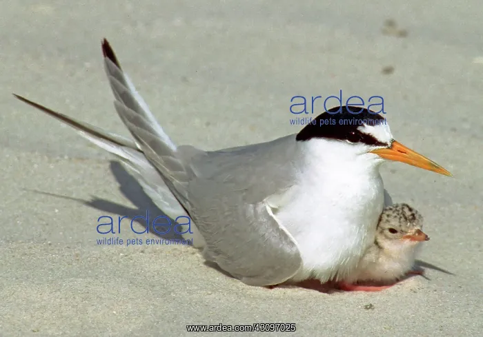 : Least Terns : Least Terns