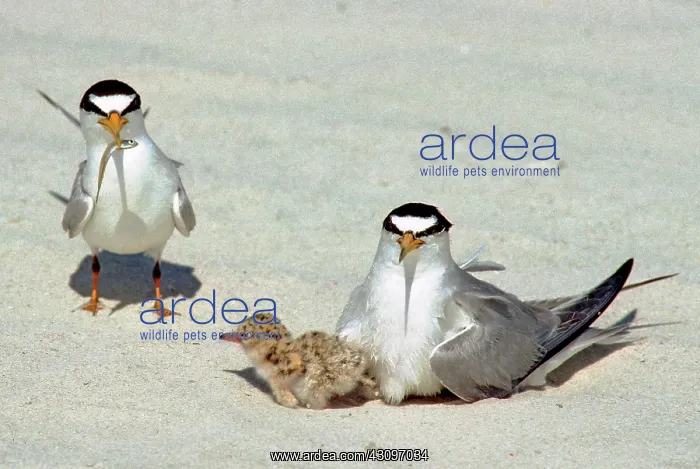 : Least Terns : Least Terns