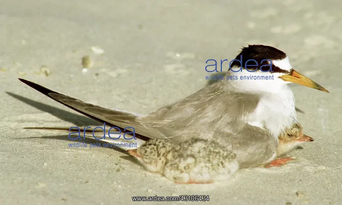 : Least Terns : Least Terns