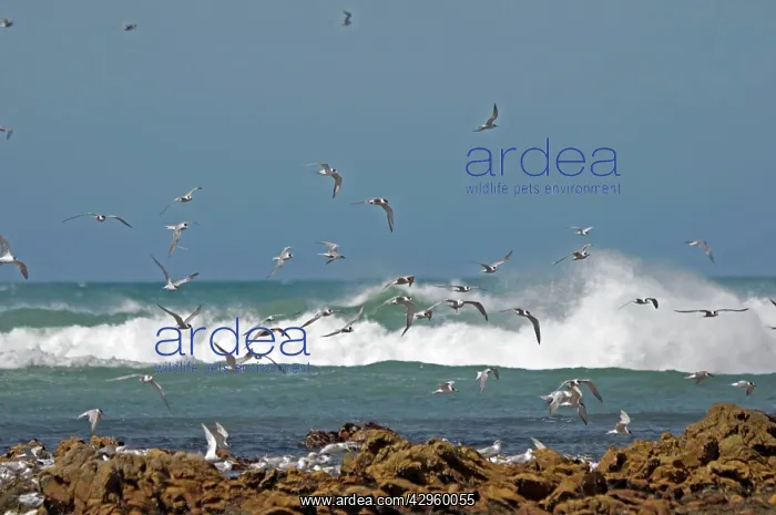 : Terns (mixture of species) flying over roosting : Terns (mixture of species) flying over roosting