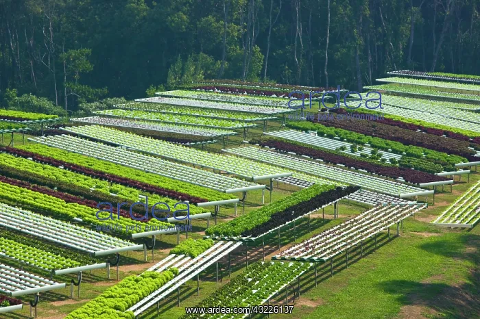  : Terraced fields of macrobiotic farm, Pomona