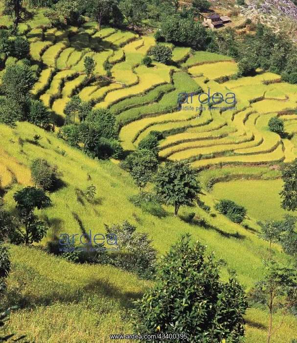  : Terraced fields of rice and barley step down a hillside