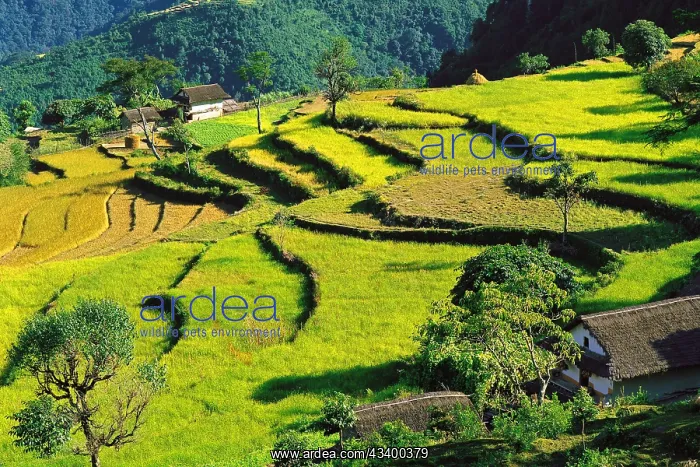 : Terraced fields of rice step down a hillside near : Terraced fields of rice step down a hillside near