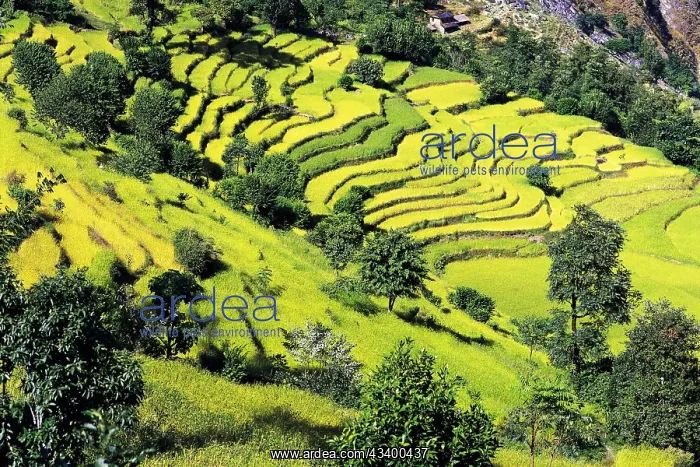 : Terraced fields of rice step down a hillside near : Terraced fields of rice step down a hillside near