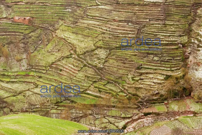 : Terraced hillsides with berber houses near Ait : Terraced hillsides with berber houses near Ait
