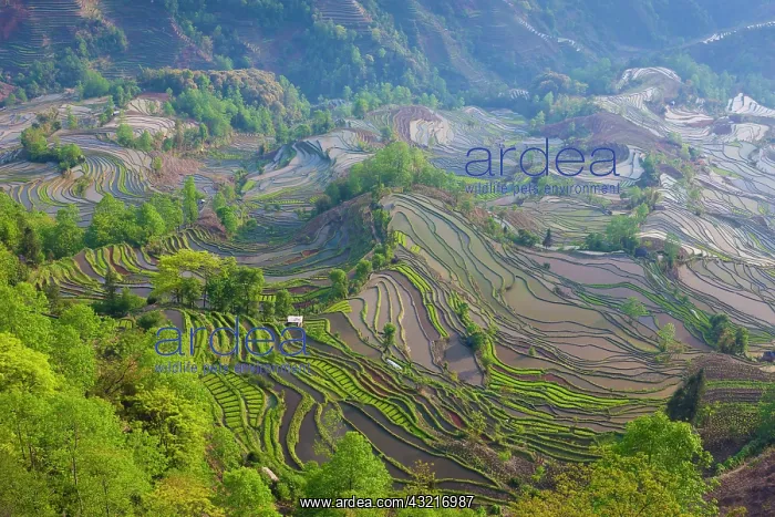 : Terraced rice fields, Yuanyang, China : Terraced rice fields, Yuanyang, China
