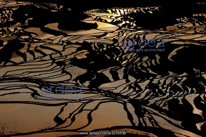 : Terraced rice fields, Yuanyang, China : Terraced rice fields, Yuanyang, China