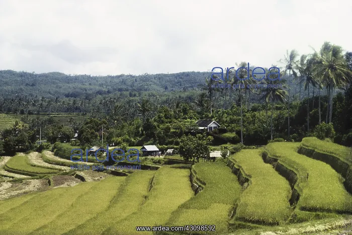 : Terraced Rice Paddy, Bali, Indonesia : Terraced Rice Paddy, Bali, Indonesia