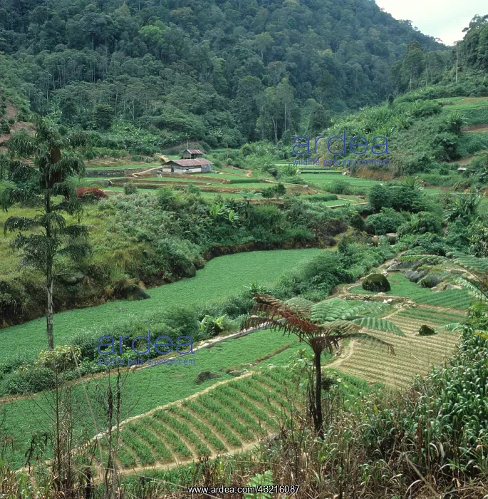 : Terraced vegetable farmland : Terraced vegetable farmland