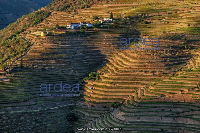 : Terraced vineyards in the Douro Valley of Portugal : Terraced vineyards in the Douro Valley of Portugal