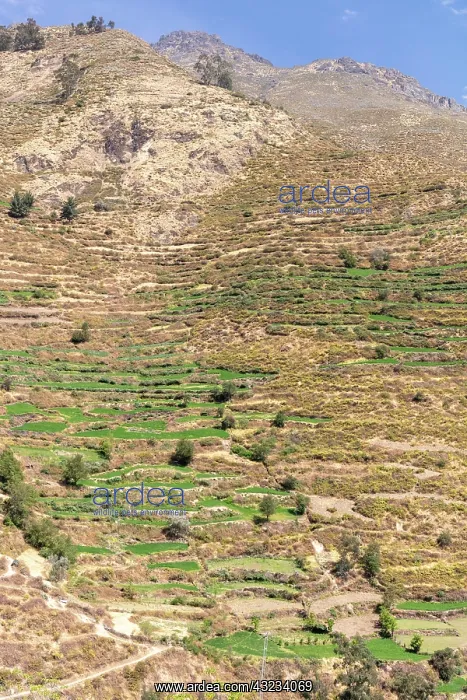 : Terraces, terraced fields on the mountainside, San : Terraces, terraced fields on the mountainside, San