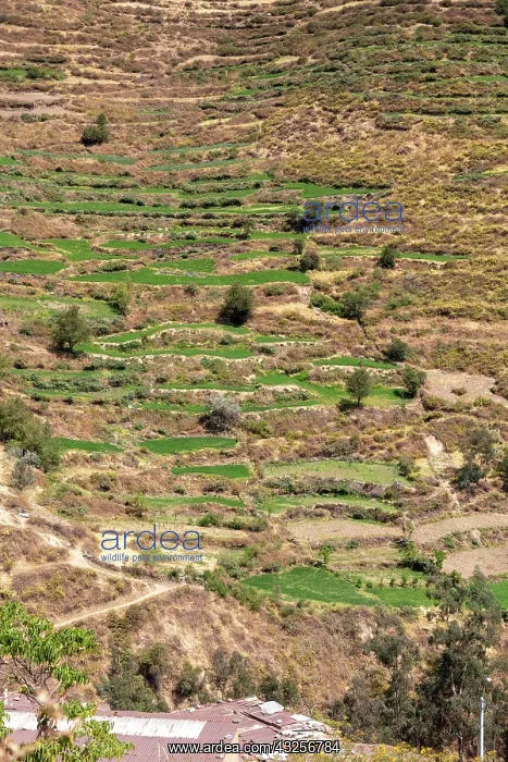 : Terraces, terraced fields on the mountainside, San : Terraces, terraced fields on the mountainside, San