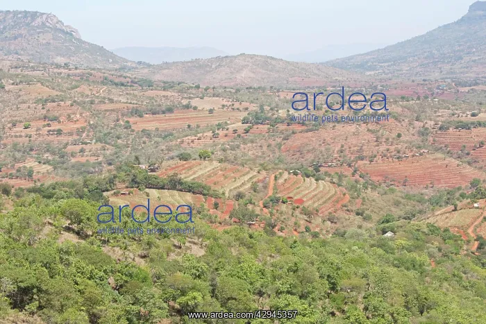 : Terracing in agricultural development : Terracing in agricultural development