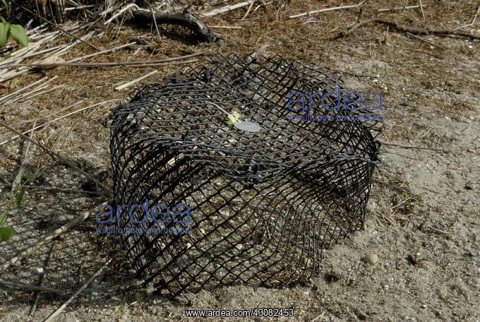 : Terrapin Conservation : Terrapin Conservation