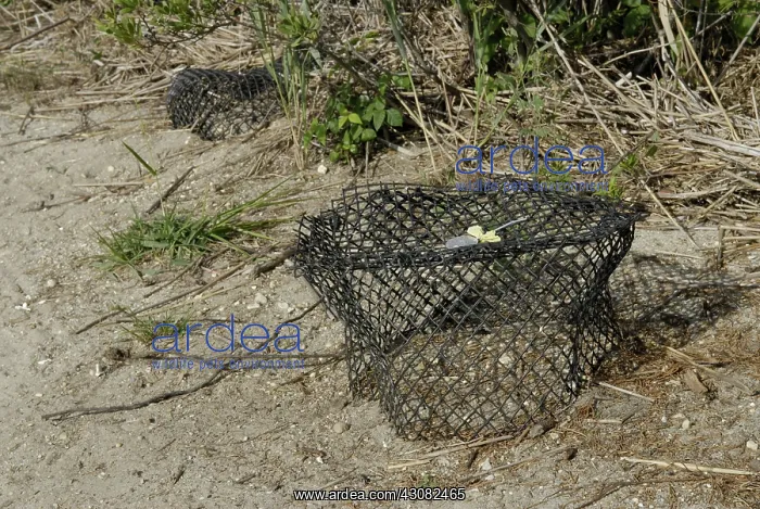 : Terrapin Conservation : Terrapin Conservation
