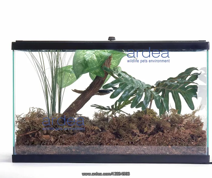 : Terrarium with Chameleon : Terrarium with Chameleon