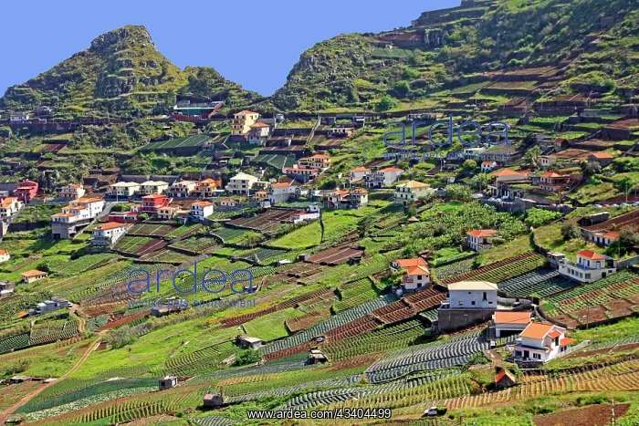 : Terrassenfelder, Hcuser, Ort Cmara de Lobos, Sadkaste : Terrassenfelder, Hcuser, Ort Cmara de Lobos, Sadkaste