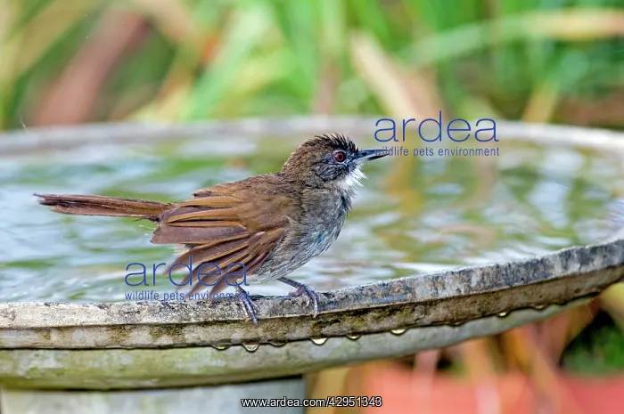 : Terrestrial Brownbul - at birdbath - found from : Terrestrial Brownbul - at birdbath - found from