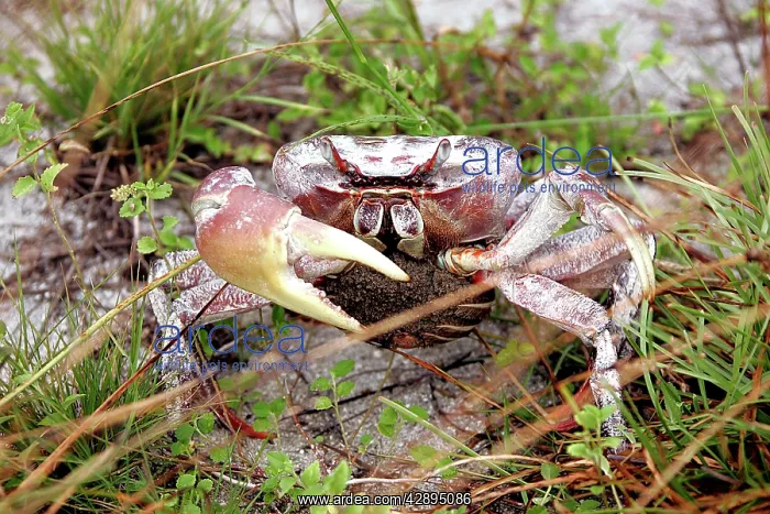  : Terrestrial Crab