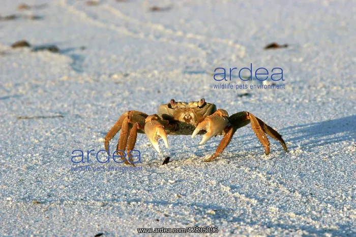 : Terrestrial Crab : Terrestrial Crab