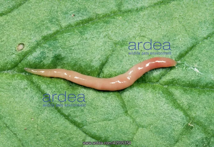 : Terrestrial Flatworm : Terrestrial Flatworm