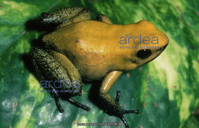 : Terrible Poison Dart Frog : Terrible Poison Dart Frog