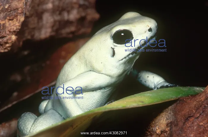 : Terrible Poison Frog : Terrible Poison Frog
