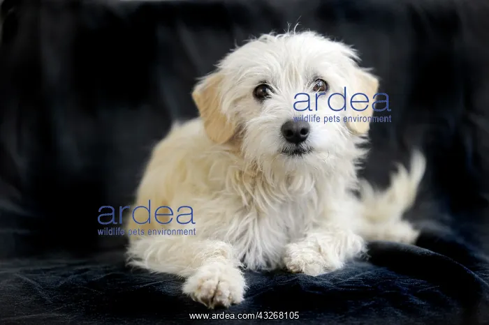 : Terrier cross breed, 1 year : Terrier cross breed, 1 year