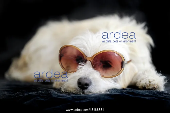 : Terrier cross breed, 1 year, wearing sunglasses : Terrier cross breed, 1 year, wearing sunglasses