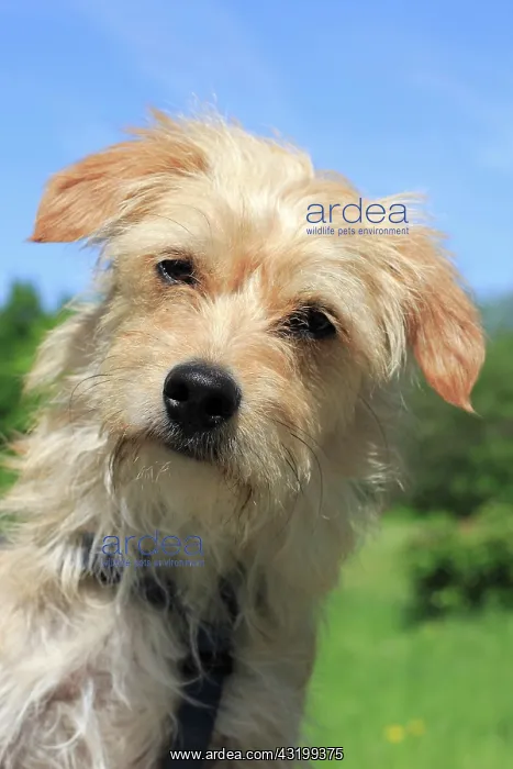 : Terrier Dachshund crossbreed, male dog, 1 year old : Terrier Dachshund crossbreed, male dog, 1 year old